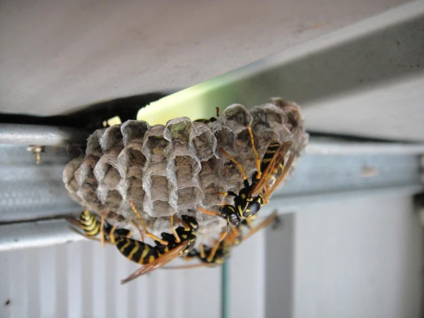 vue-rapprochee-nid-guepes-polistes