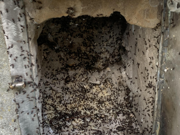 Nid de fourmis charpentières à Saint-Maurice-l'Exil