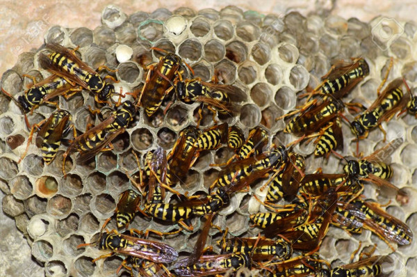 Nid guêpes polistes à Traitement guêpes frelons sur toiture à Saint-Maurice-l'Exil