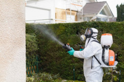 Entreprise de dératisation pour traiter rapidement les locaux infestés d'une collectivité   